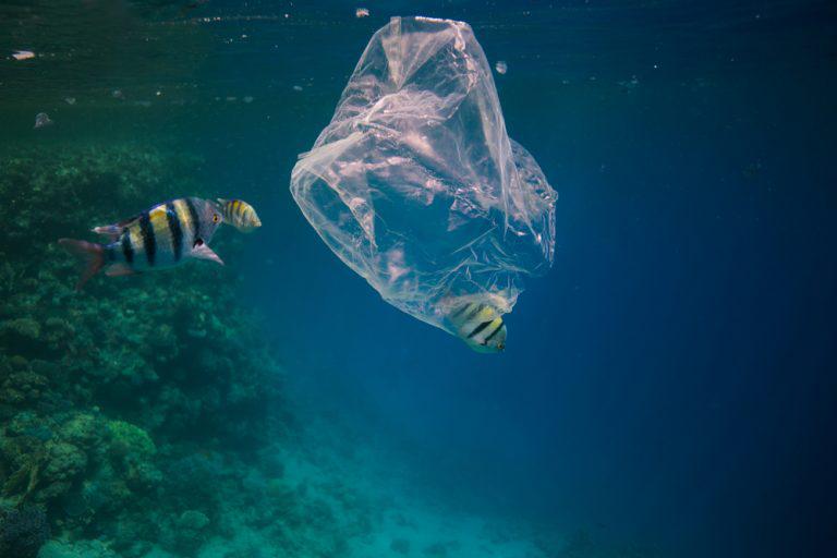 Is it Really Worth the Convenience? 6 Ways Plastic is Harming Animals ...