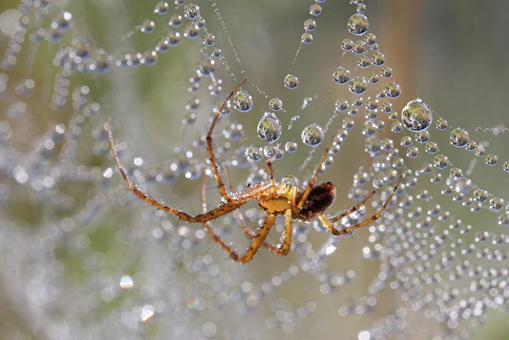 Spider Silk