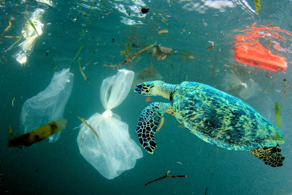 Plastic Pollution’s Rapidly Mounting Toll - Haultail On-Demand Delivery ...