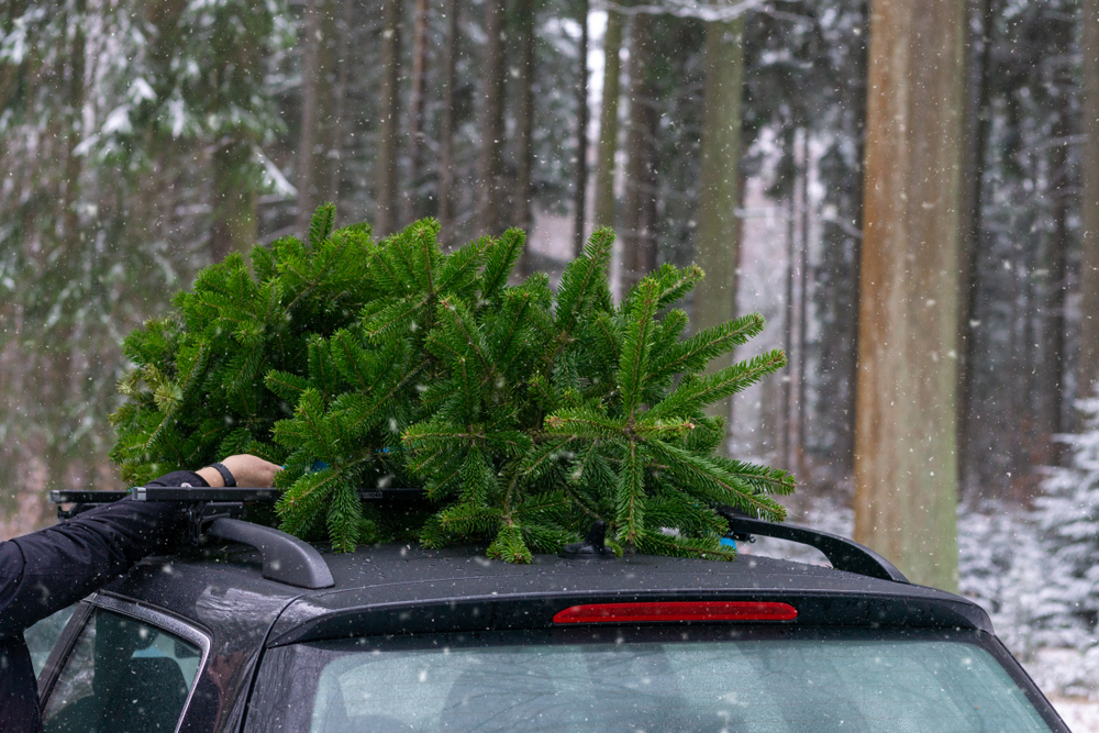 Haultail® Christmas Tree Pickup Services Haultail OnDemand Delivery